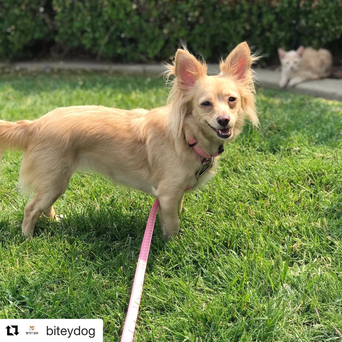 bitey_dog's tweet photo. #petsitting fun on #NationalDogDay2018 #biteydog https://t.co/IoubYc7Dye