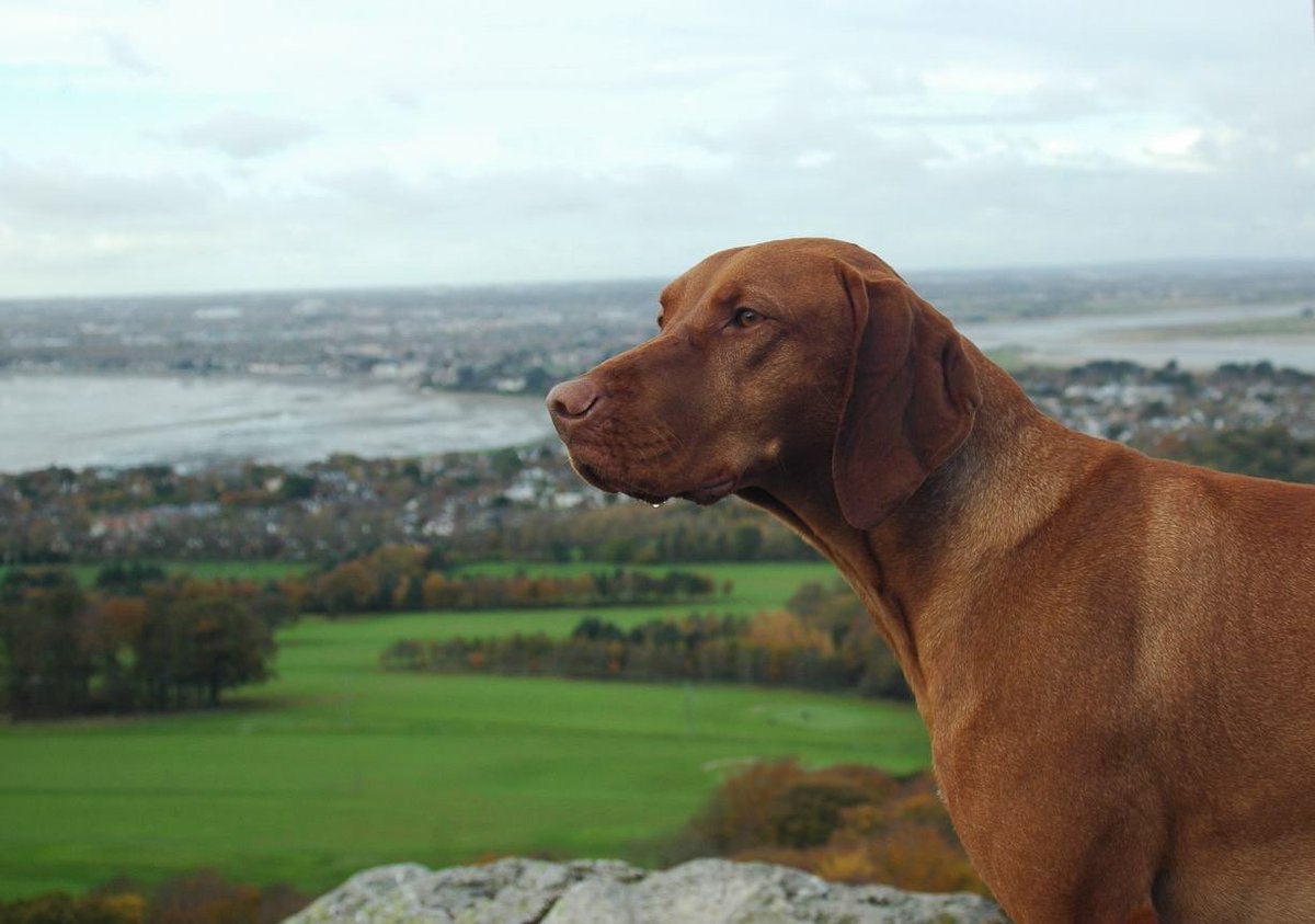 Bruno my partner in crime Happy #NationalDogDay #NationalDogDay2018 #timetrekhowth #airbnb #airbnbexperiences #howthadventures