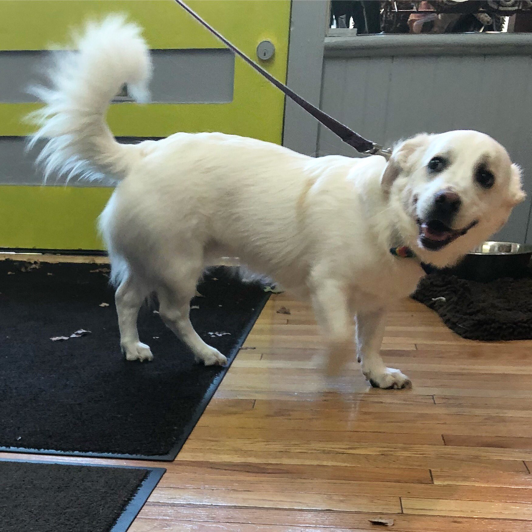 Lucky Dog Pet Grocery and Bakery on Twitter: "Percy came in to get new bow ties and a leash! He is a 1 a half year old x Great Pyrenees