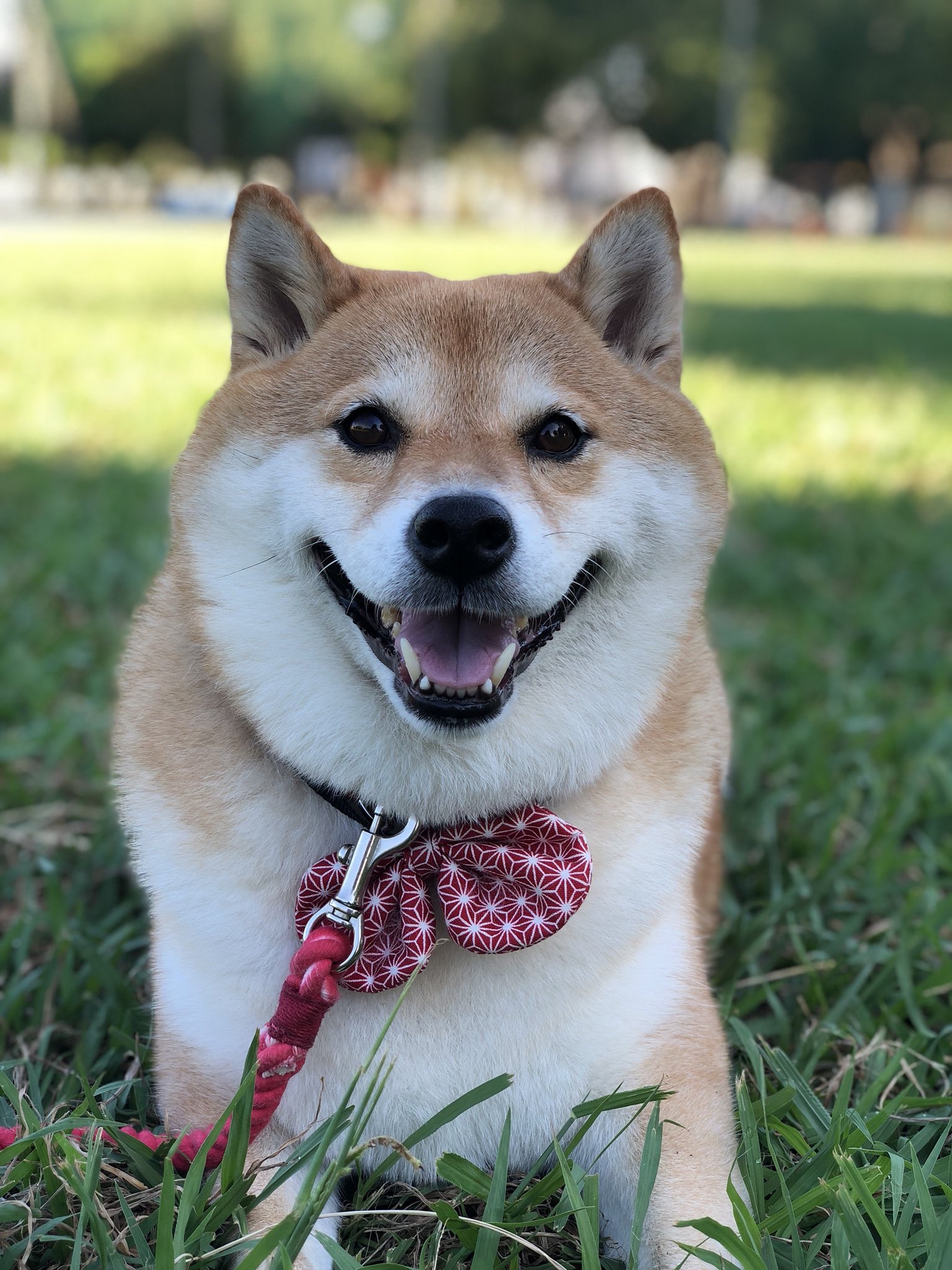 柴犬ハナ おめかし蝶ネクタイ 今日はこれで決まり T Co Wykyfmycji Twitter