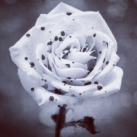 PulePelo's tweet photo. #NewProfilePic https://t.co/5TrOFL0NsH