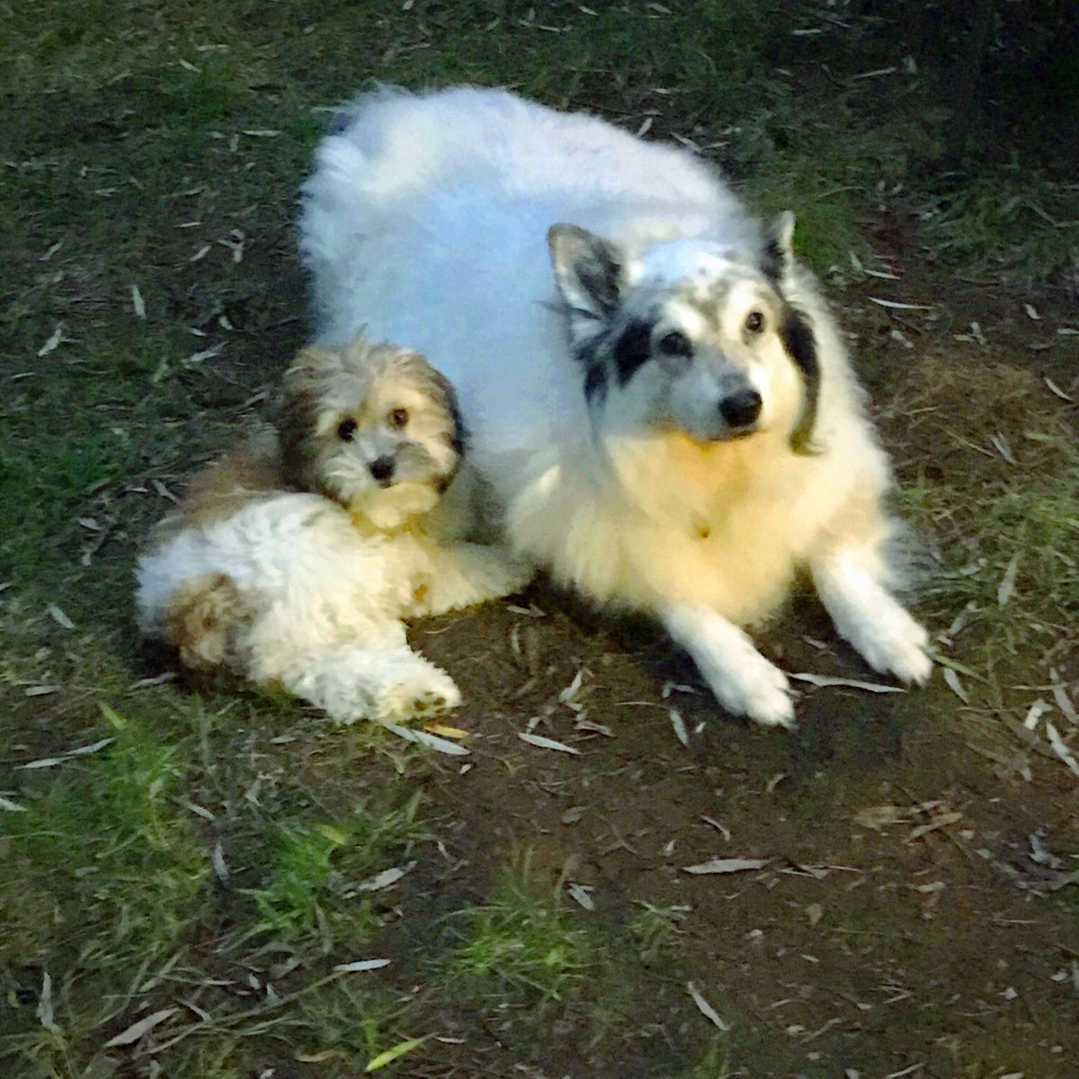 StormProDJ's tweet photo. Happy  #NationalDogDay to my puppers. https://t.co/IGIUdVYczh