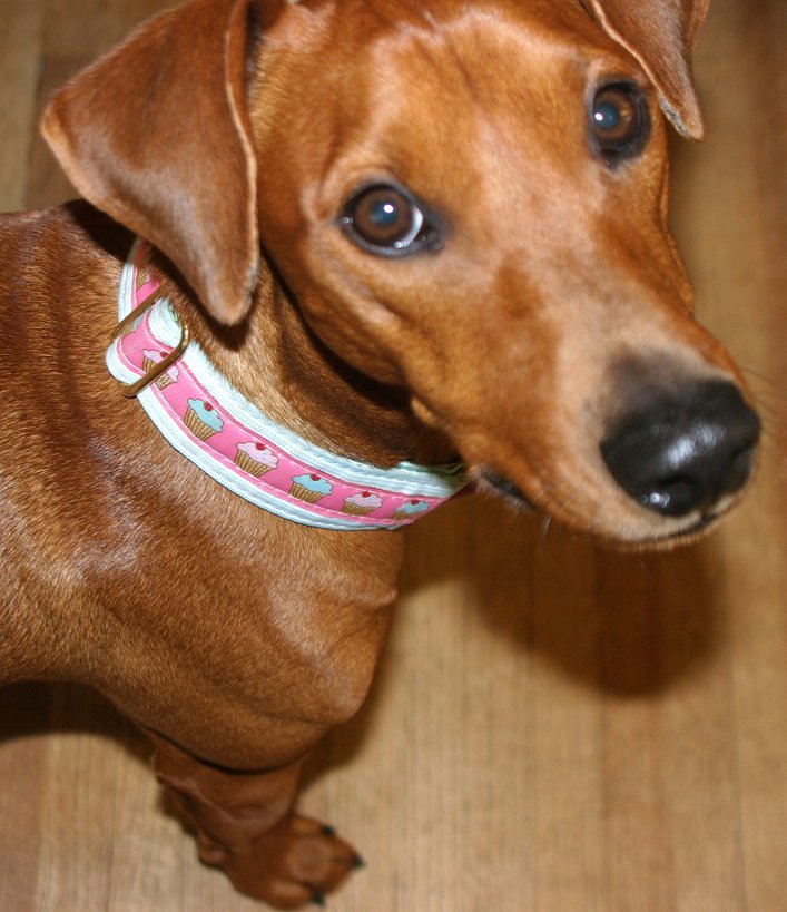 My loyal pup, always trolling for #treats! Happy #NationalDogDay