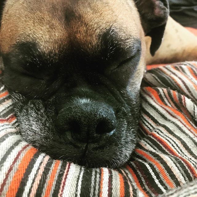 jodielovescolor's tweet photo. Taking it easy for #nationaldogday #rubylou #boxersofinstagram #tw https://t.co/KLMLXuvf8U https://t.co/3f7887jpTv