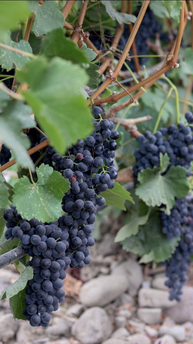 Look at these beautiful Syrah grapes in the Walla Walla Valley! 🍇🍇🍇 #WallaWallaWine 🍷🍷🍷