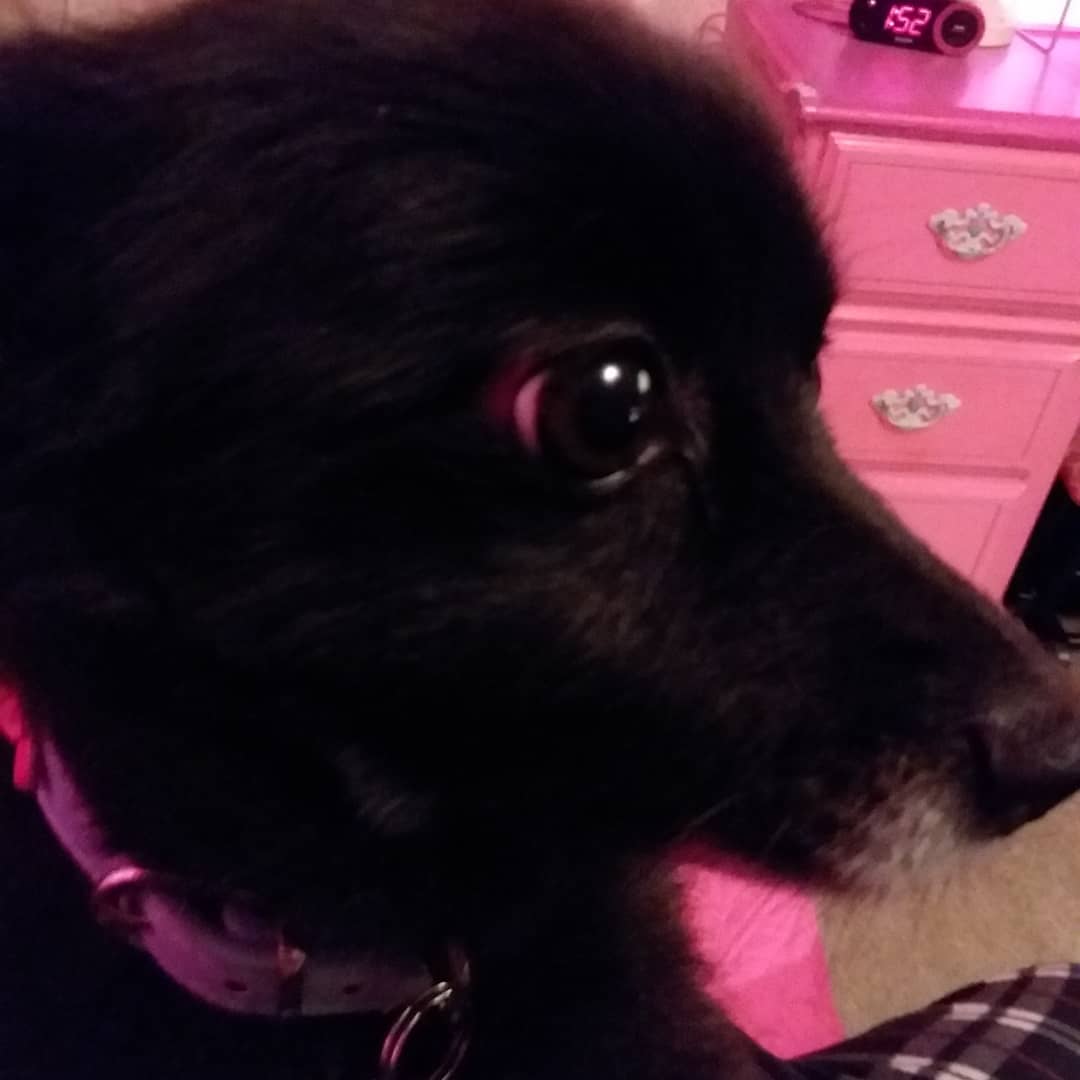 Happy National Dog Day,  Arya, my sweet baby!