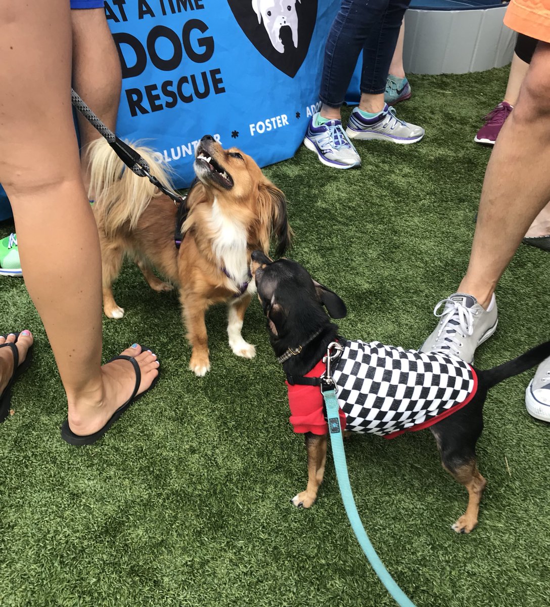 onetailatatime's tweet photo. Itβs #TinyDog500 time! Weβre celebrating the #smol ones today, follow along on Instagram!π
https://t.co/0Yij5SCs65