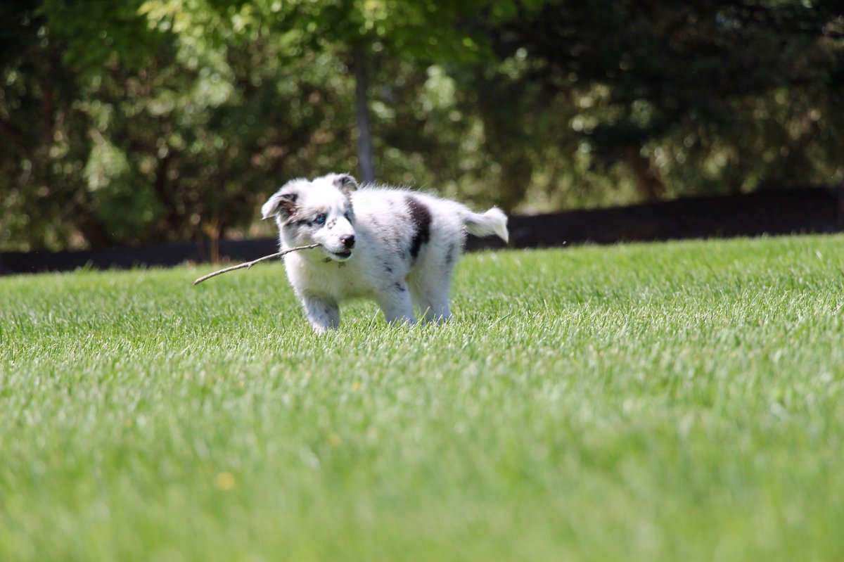 gracewillming9's tweet photo. Happy National Dog Day from Winnie🍯💛 #NationalDogDay2018 https://t.co/ZrV6sqRx8E