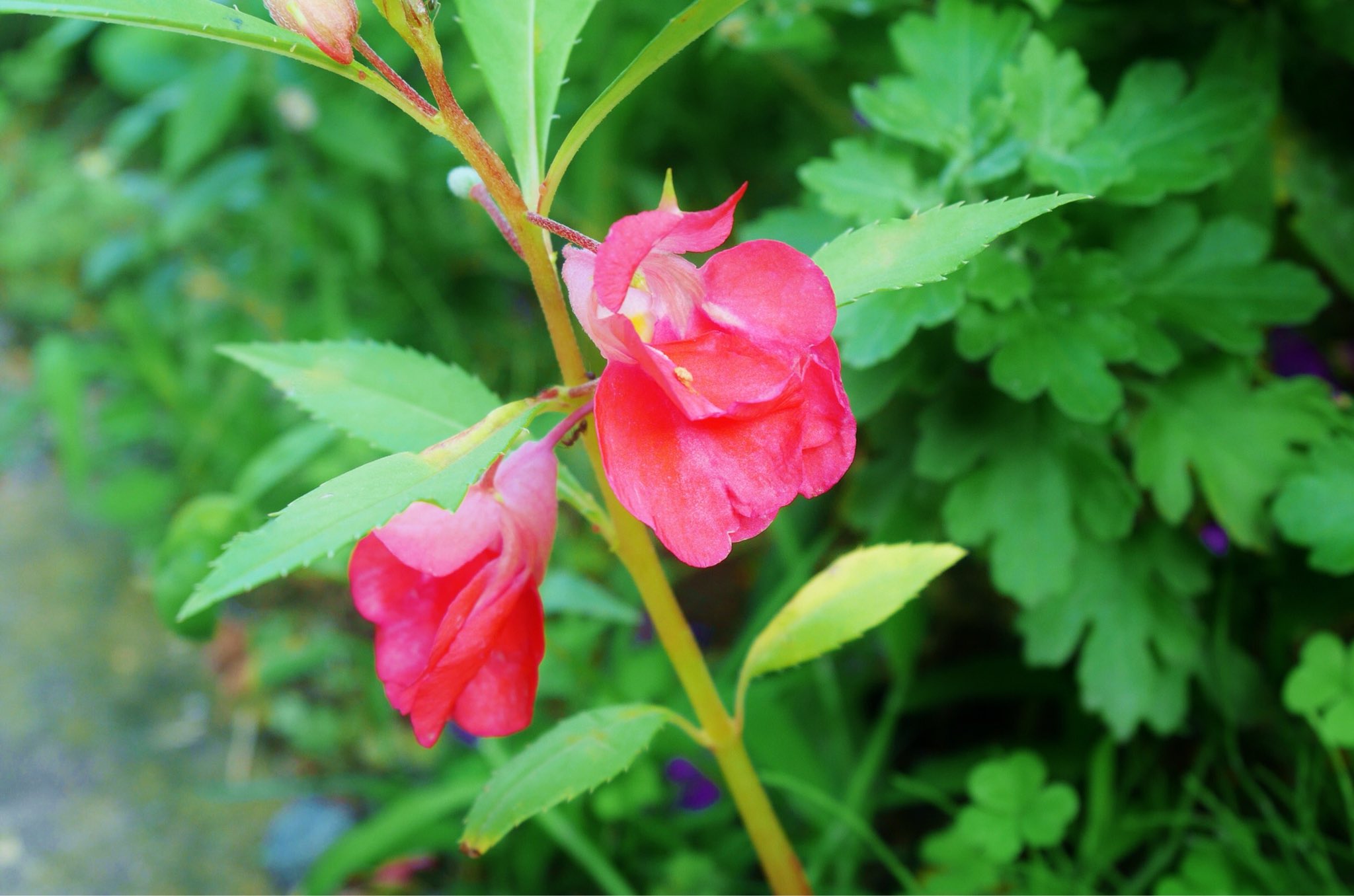 花 8月27日の花 ホウセンカ 鳳仙花 花言葉 快活 ツリフネソウ科 花期 6 8月 沖縄民謡 てぃんさぐぬ花 てぃんさぐ 鳳仙花 てぃんさぐぬ花や 爪先ちみさちに染すみてぃ 親うやぬゆしぐとぅや 肝ちむに染みり 鳳仙花の花は 爪先に染め