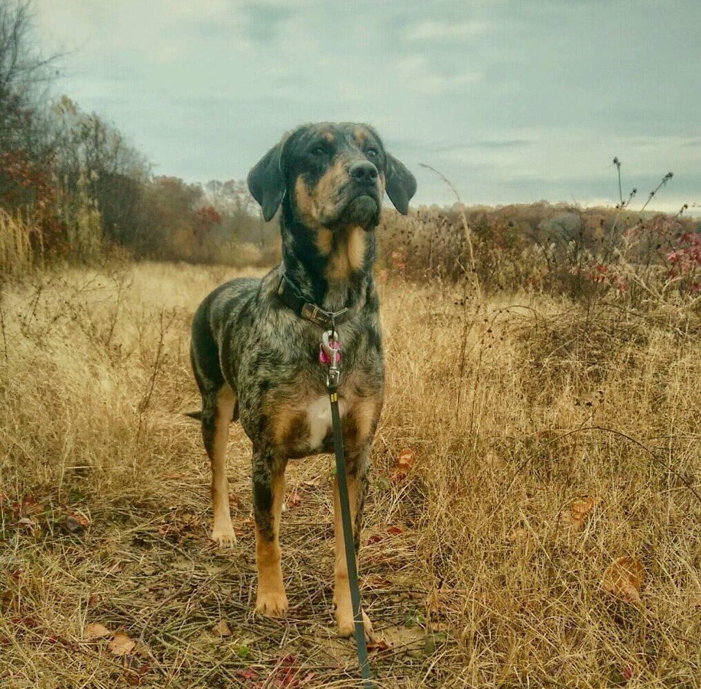 CodeeCaroline's tweet image. #NationalDogDay2018 #catahoulaleoparddog  Dixie 💗