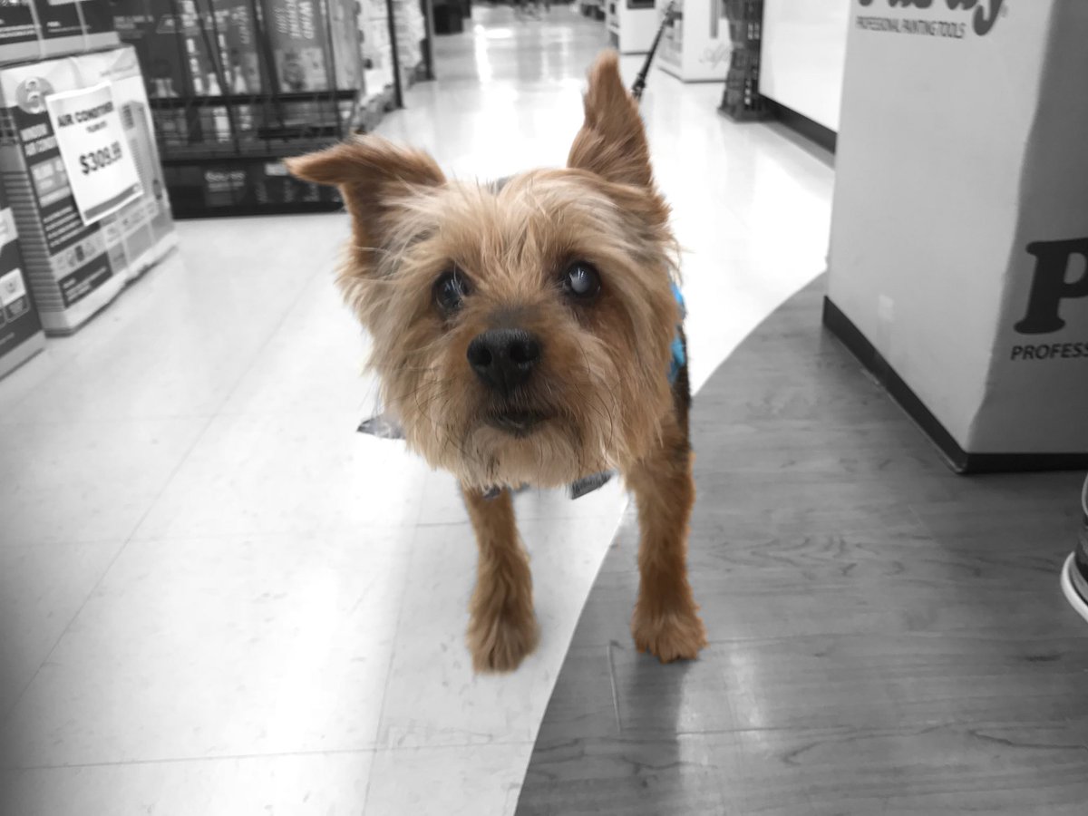 USofDogs's tweet photo. Eddie’s a silky terrier, about 13 y.o. He’s been w/Jennifer 7 yrs. “This dog has found a place in my heart that I didn’t really know you could tap into." #NationalDogsDay https://t.co/9RKtDyxsgK