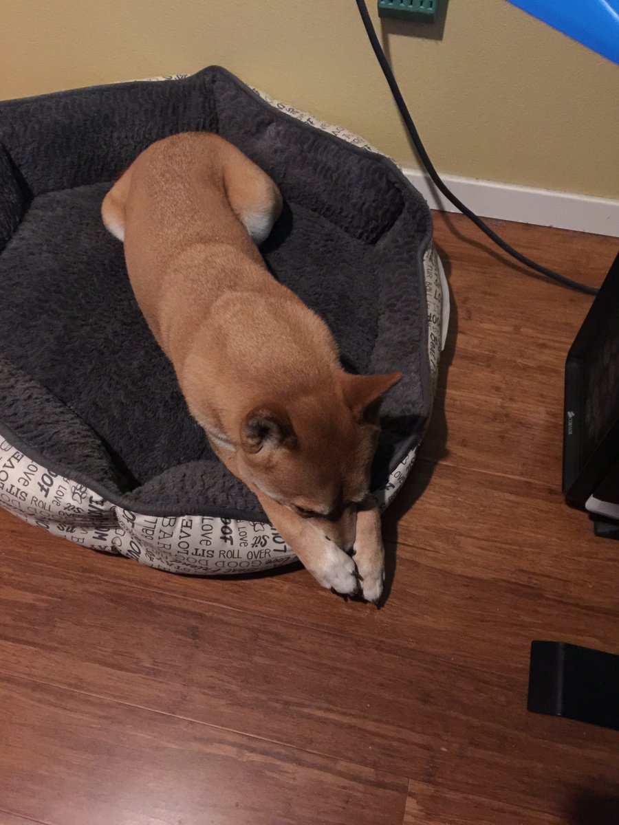 Trophias's tweet photo. Today is Dog Appreciation Day! Let's show some love to our amazing and crazy doggos! 

#DogsofDiscord

@discordapp  @DeviantK9 @auttajadev https://t.co/TiCxv9BOHm