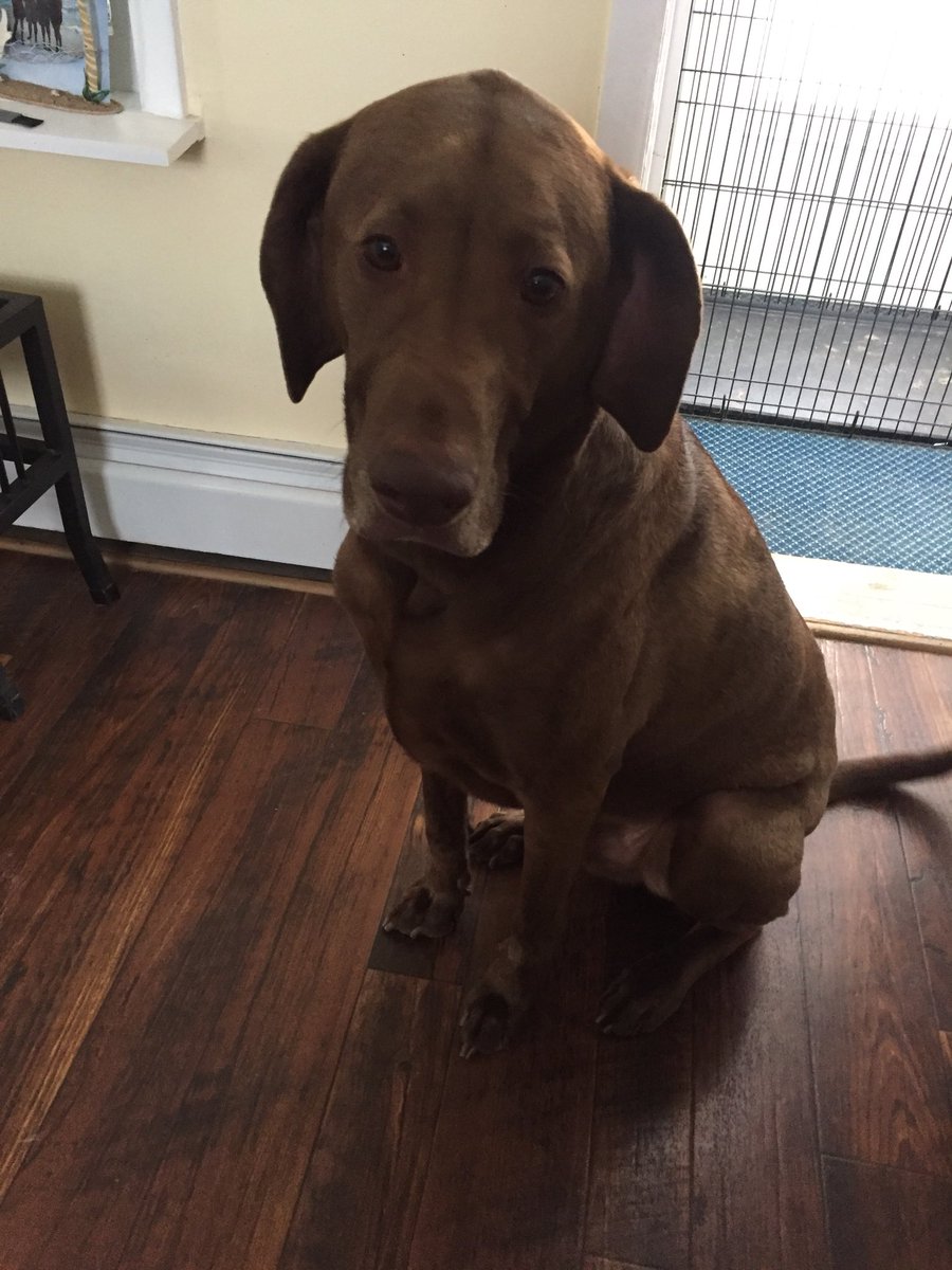 LhotskyK's tweet photo. Girl’s best friend!  #NationalDogDay #lincoln #thanksmorgan #thanksmadison https://t.co/3foyVMl3La