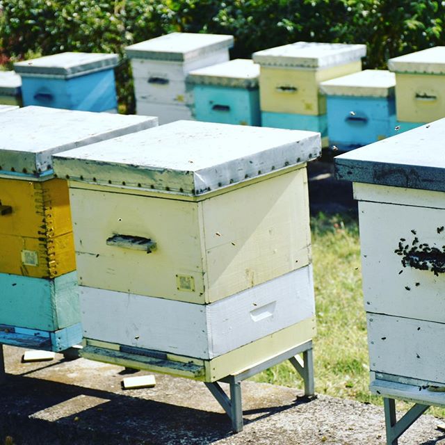 beewebapp's tweet image. #beekeeping #beekeeper #honig #honigbiene #čebele #bees #bees🐝 #apiculture #apicultura #apicoltura #biene #pcelarstvo #savethebees #savethebees🐝