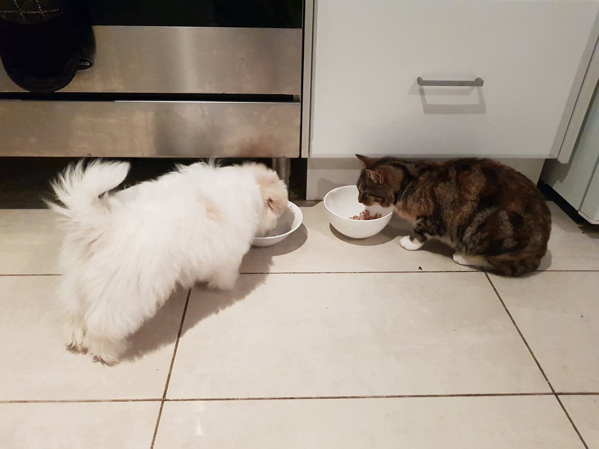 CatTimeWithCoco tweet media