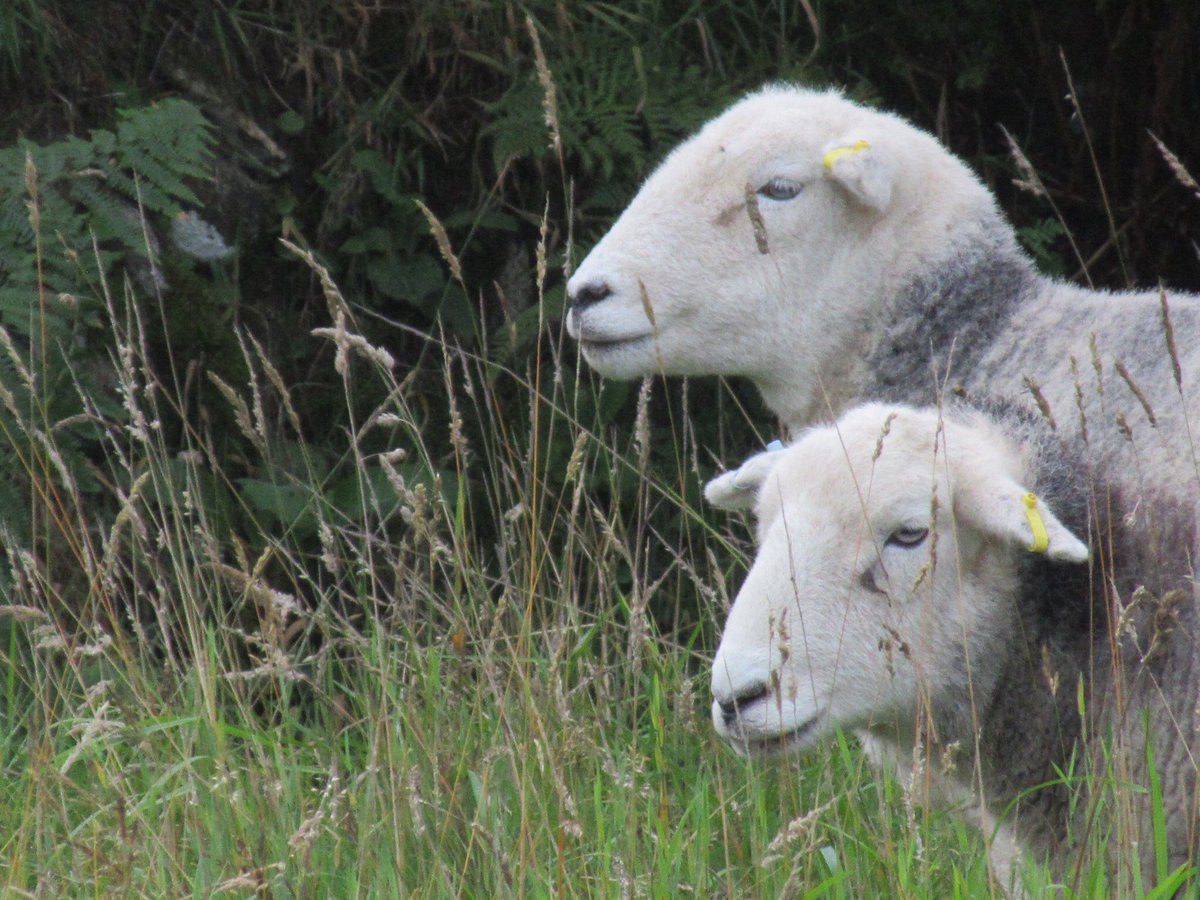 westwalesfinder's tweet photo. I bloody love my sheep. Patsy and Eddie. Saved from the kebab house. Can’t catch them for toffee but they’re so adorable. #herdwick #ewes #smallflock #needapen #menagerie https://t.co/tOJabCP4Fr