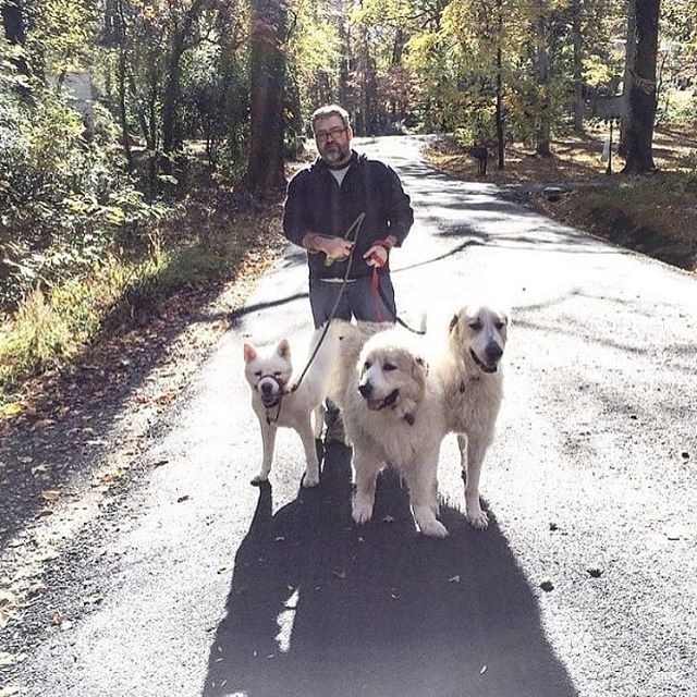 PaperFreckles's tweet image. Happy #nationaldogday to the three best pups a dad could have asked for. Miss you all every day. ift.tt/2MTyGDZ