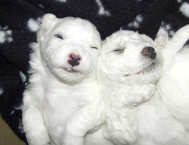 Happy National Dog Day #nationaldogday everybody - click the link to melt your heart - youtube.com/watch?time_con…