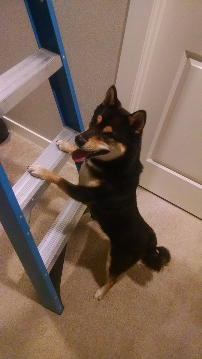 ty_cuando's tweet photo. #NationalDogDay2018
Kuma D! https://t.co/6GmlIbVqXd