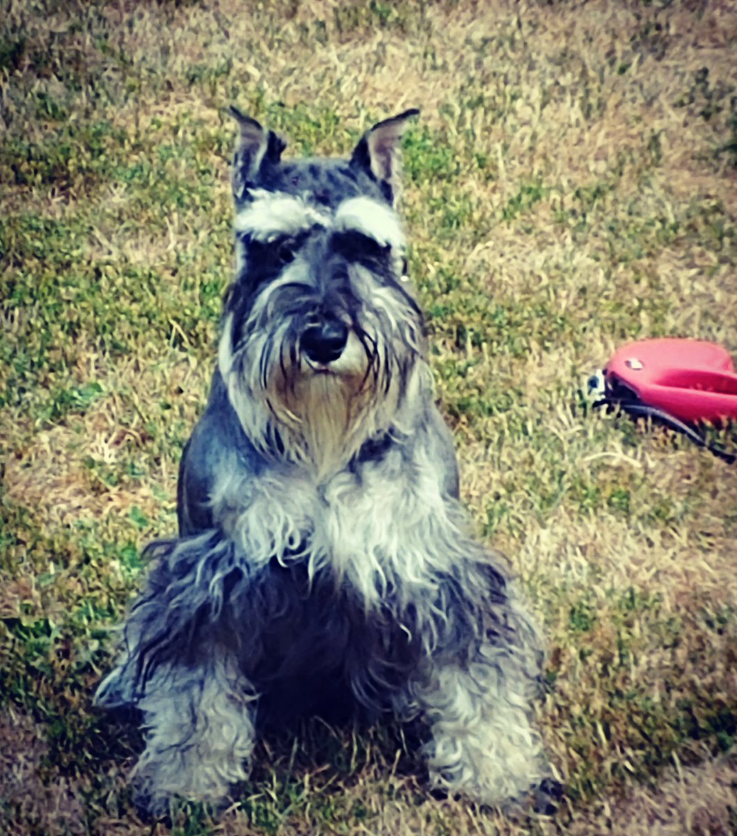 morla55's tweet photo. I love my little buddy#NationalDogDay https://t.co/ylY8Kfduat