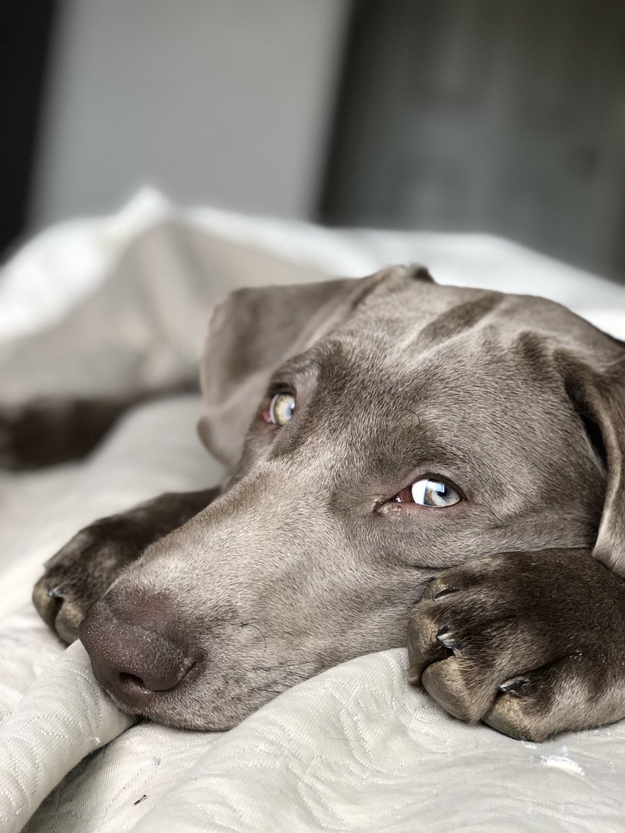 coopersimas's tweet photo. #NationalDogDay2018 love you pupper @dog_rates https://t.co/mn4UFc1MnC