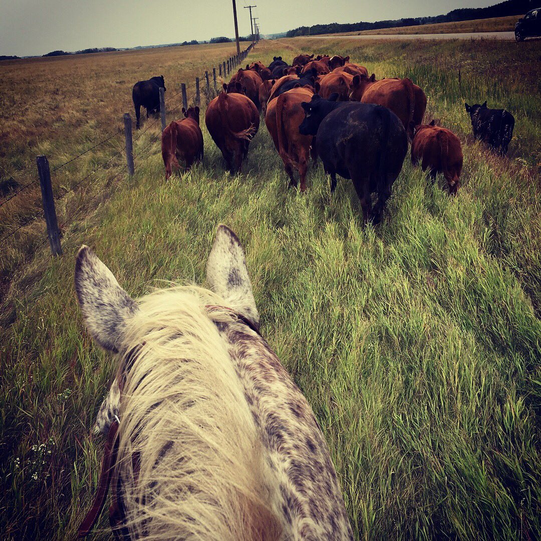 erindawnjackson's tweet image. Moving to greener pastures. #thisview #luckyfarmer #stoppingtraffic #simmental