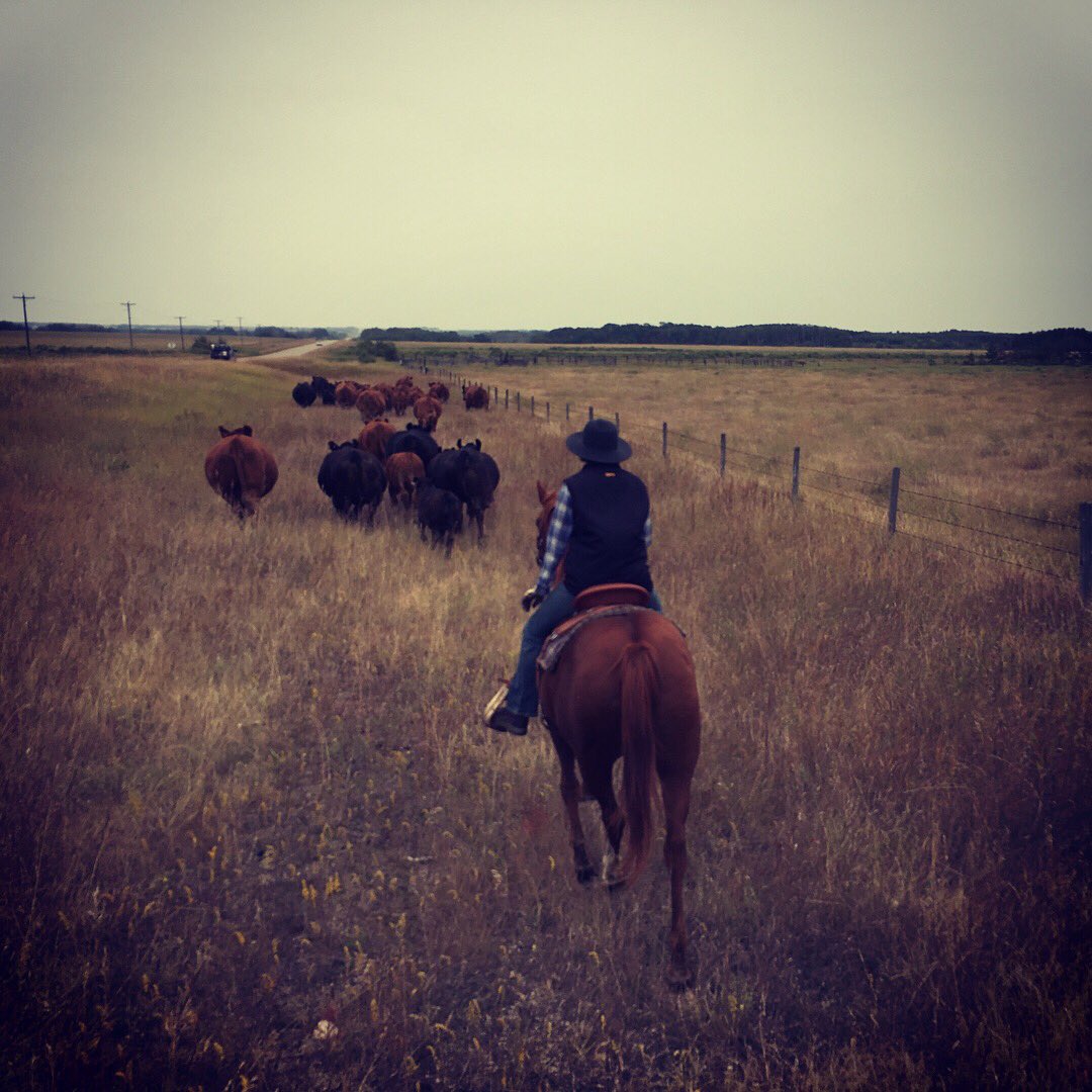 erindawnjackson's tweet image. Moving to greener pastures. #thisview #luckyfarmer #stoppingtraffic #simmental