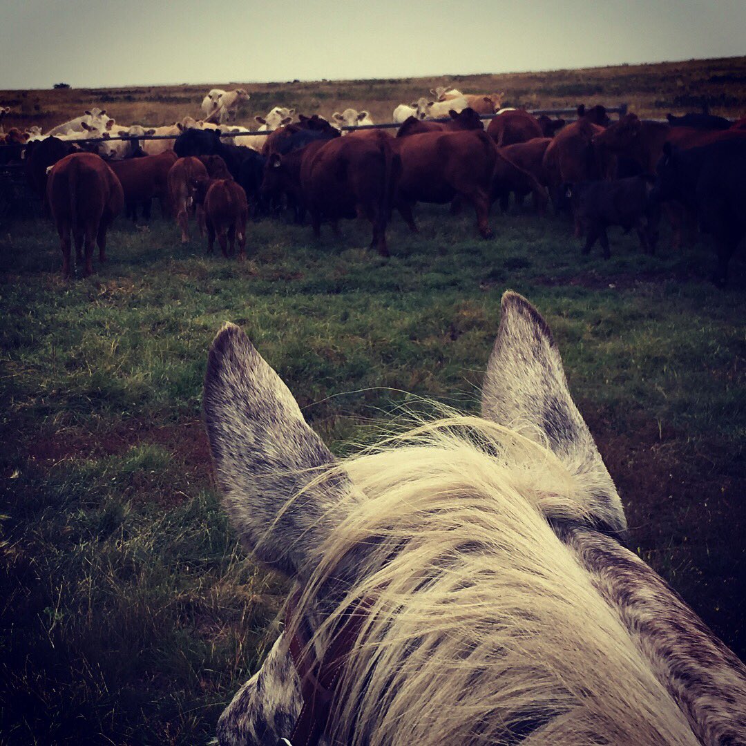 erindawnjackson's tweet image. Moving to greener pastures. #thisview #luckyfarmer #stoppingtraffic #simmental
