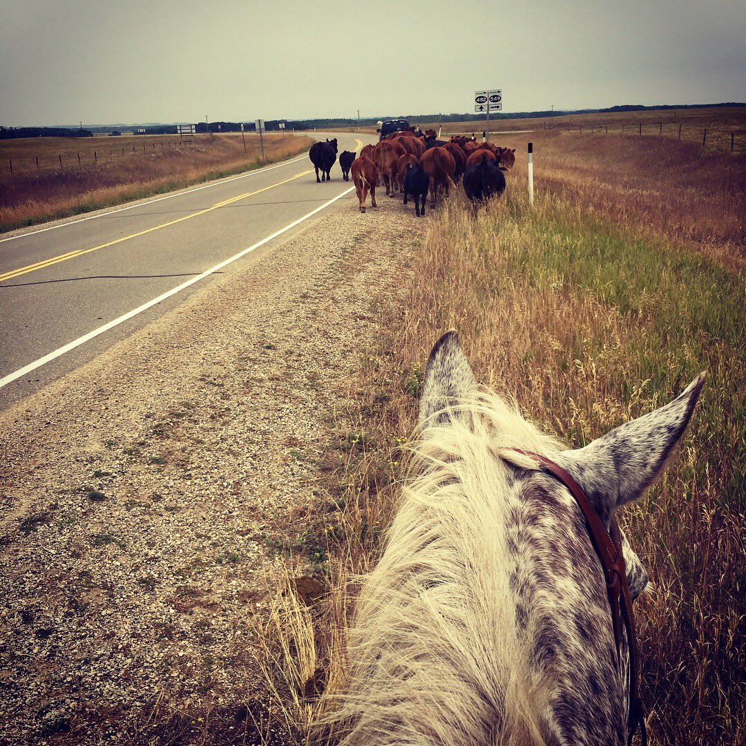 erindawnjackson's tweet image. Moving to greener pastures. #thisview #luckyfarmer #stoppingtraffic #simmental
