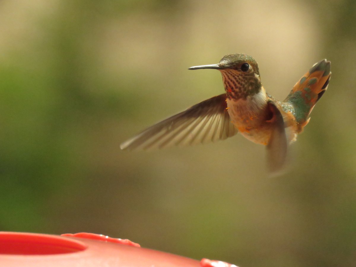 CrytzerFry's tweet photo. This rufous looks like it was dipped in copper flakes! Love the way the sun caught the luminescence! https://t.co/2pUSqO0XsG