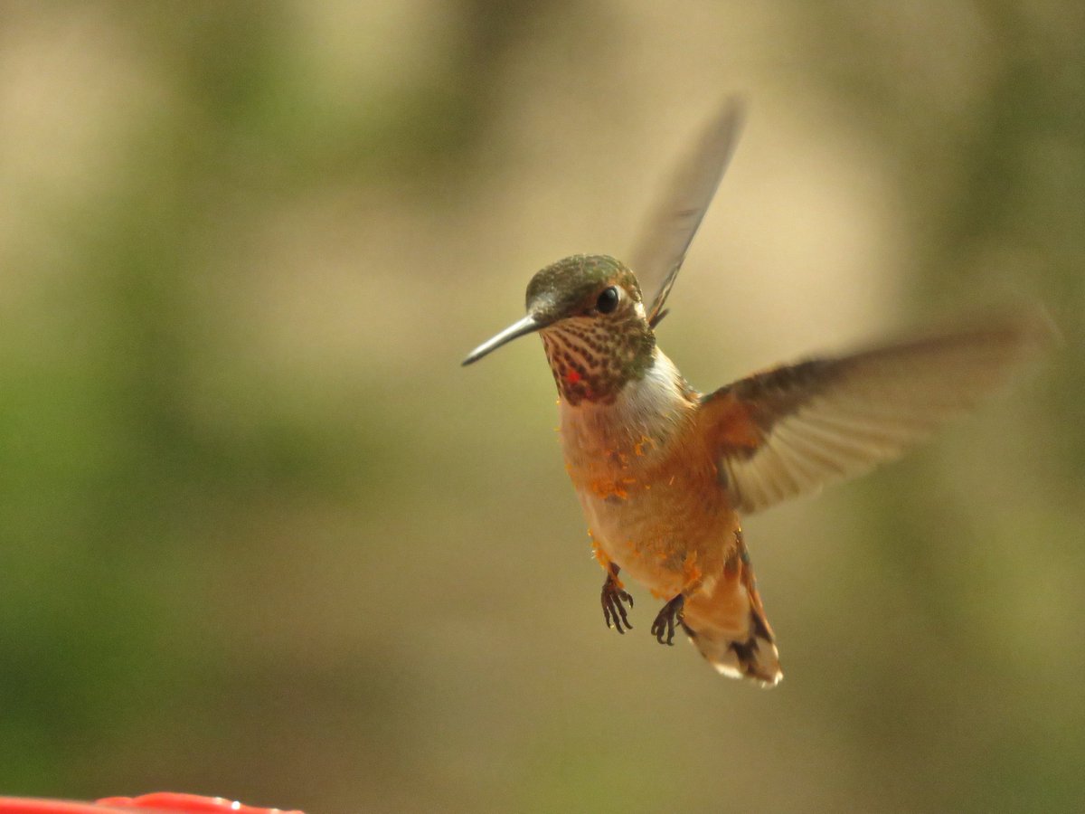 CrytzerFry's tweet photo. This rufous looks like it was dipped in copper flakes! Love the way the sun caught the luminescence! https://t.co/2pUSqO0XsG