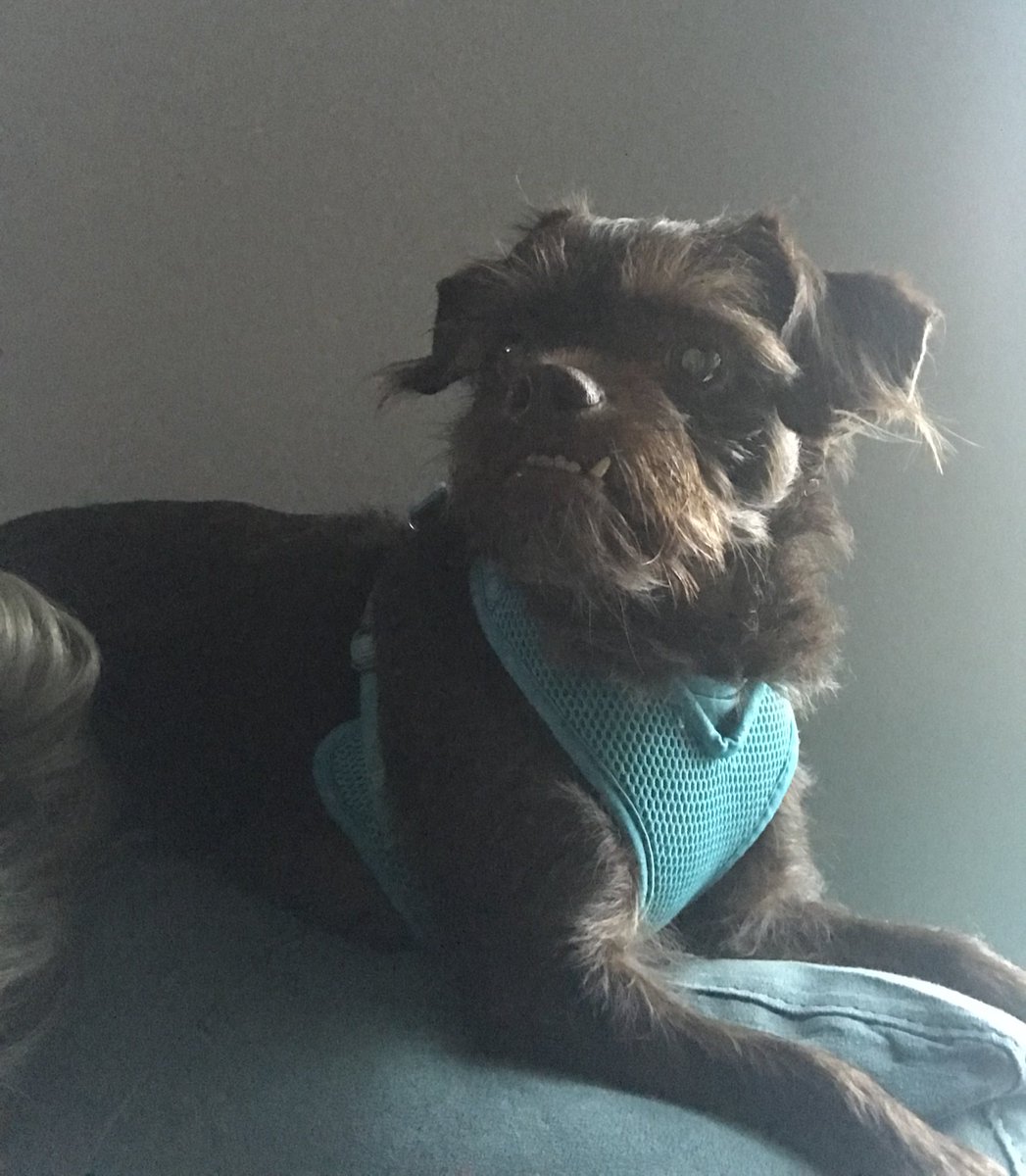 Love our pup! In honor of #NationalDogDay2018 #NationalDogsDay @BrandonStoff <a href="/Stoff360Media/">Stoff 360 Media</a>