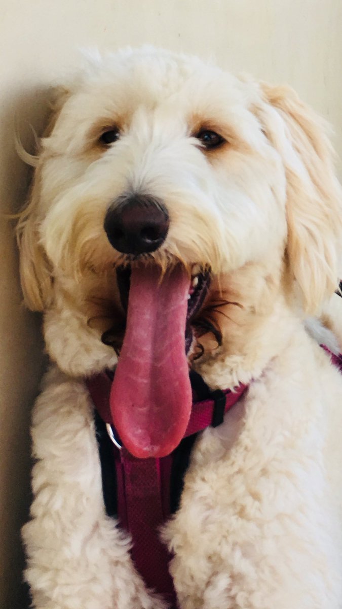 JaxNaidoo's tweet photo. Happy #NationalDogDay - this is  our puppy Harper Rose, a goldendoodle #abc7eyewitness #ManhattanBeach https://t.co/tdVaKLChId