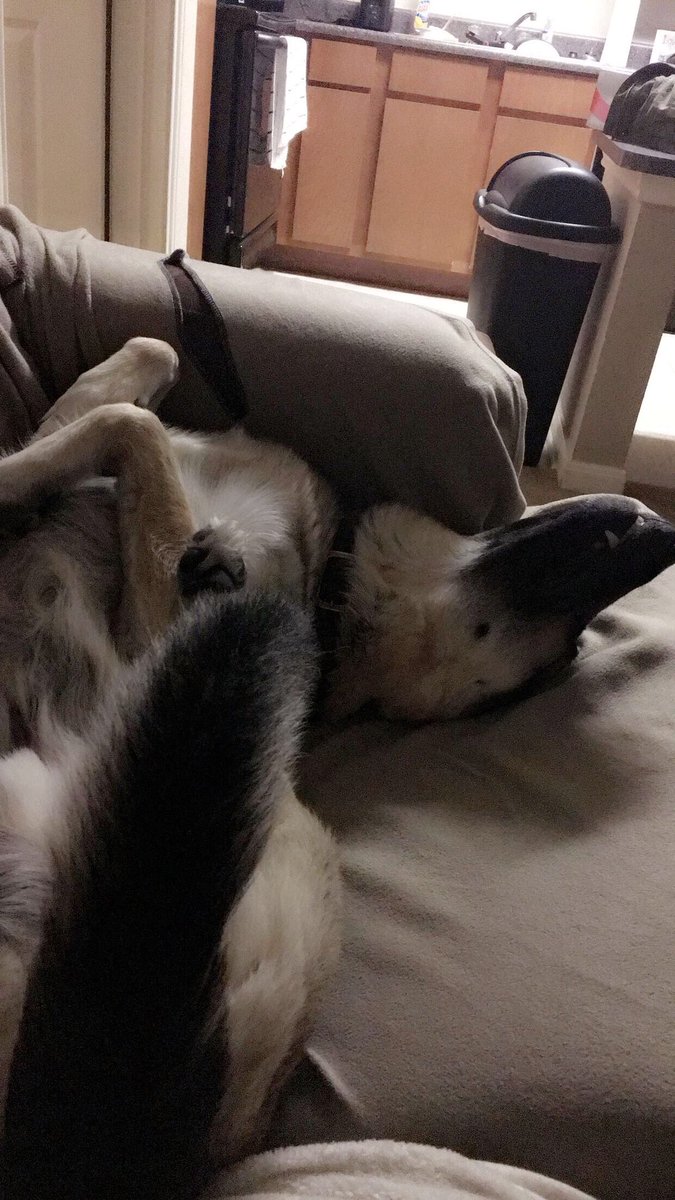 laur_lit19's tweet photo. Happy National Dog day to the light of my life! 💕☀️🐾 #NationalDogDay https://t.co/hc5OkQbVtW