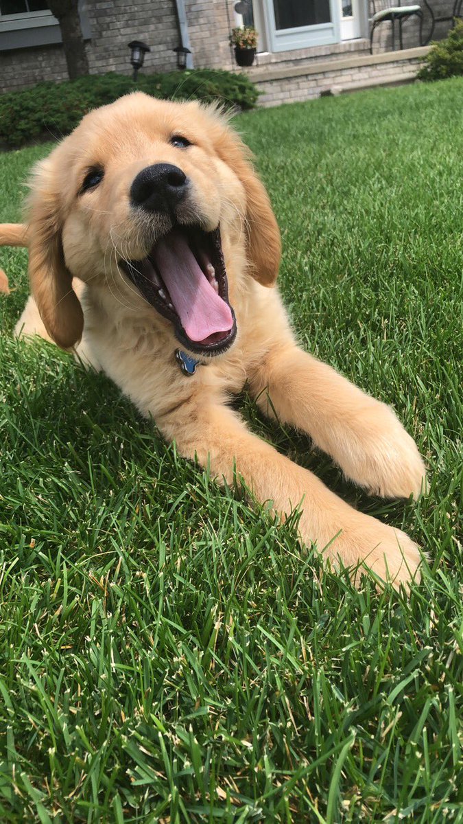 ariana_zag's tweet photo. Happy to #NationalDogDay to my pup, Charlie<333 https://t.co/C10Z4slLBX