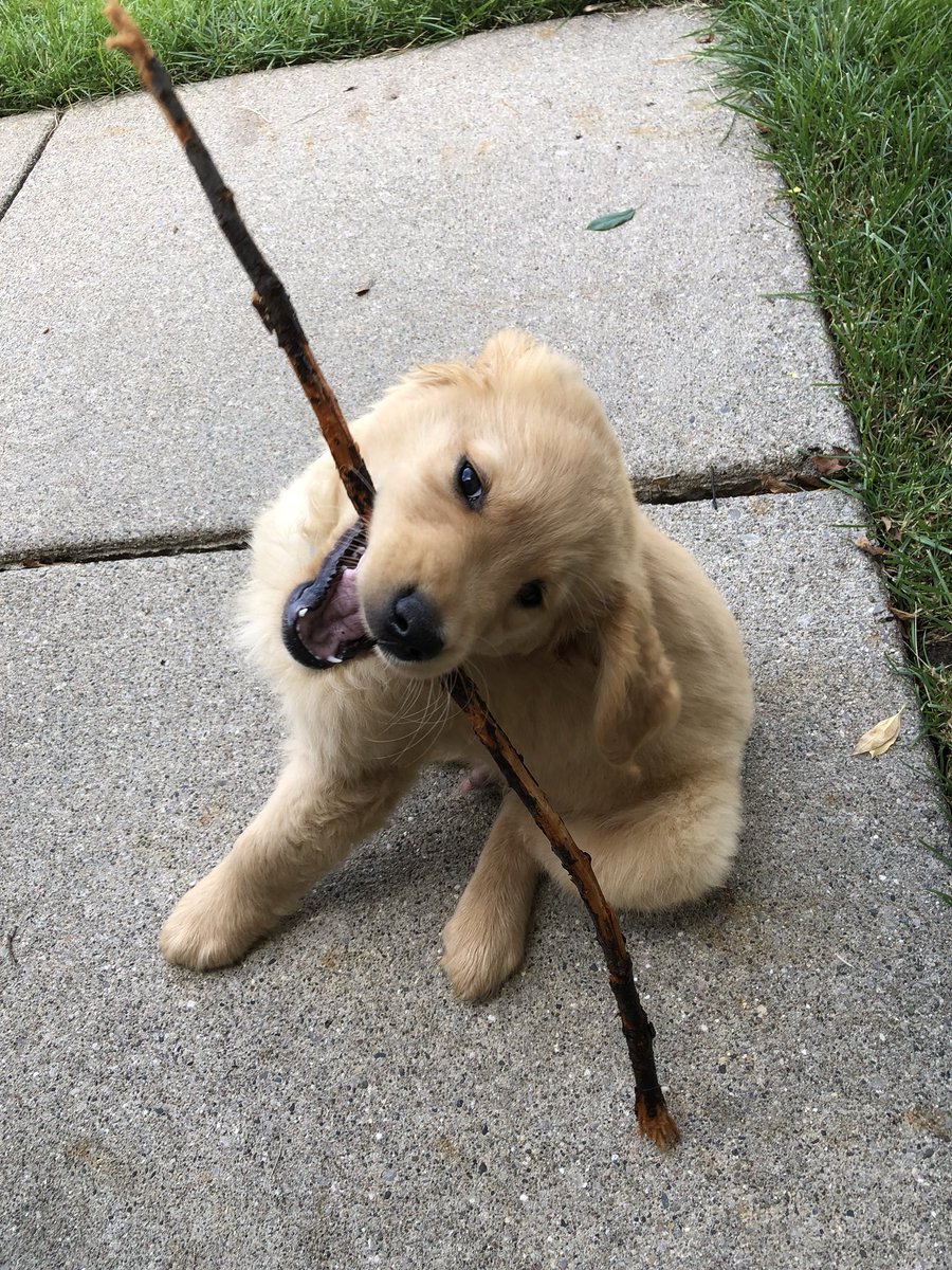 ariana_zag's tweet photo. Happy to #NationalDogDay to my pup, Charlie<333 https://t.co/C10Z4slLBX