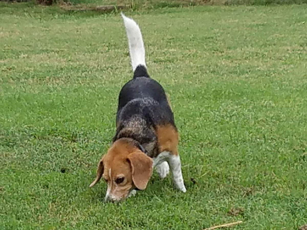 champion rabbit beagles