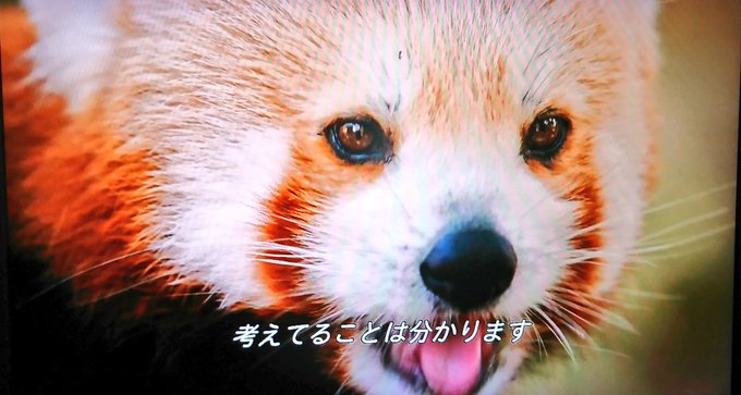 カンフーパンダのtwitterイラスト検索結果 カンフーパンダのtwitterイラスト検索結果
