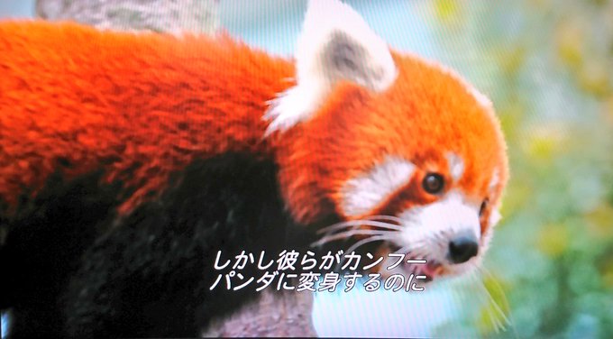 カンフーパンダのtwitterイラスト検索結果 カンフーパンダのtwitterイラスト検索結果