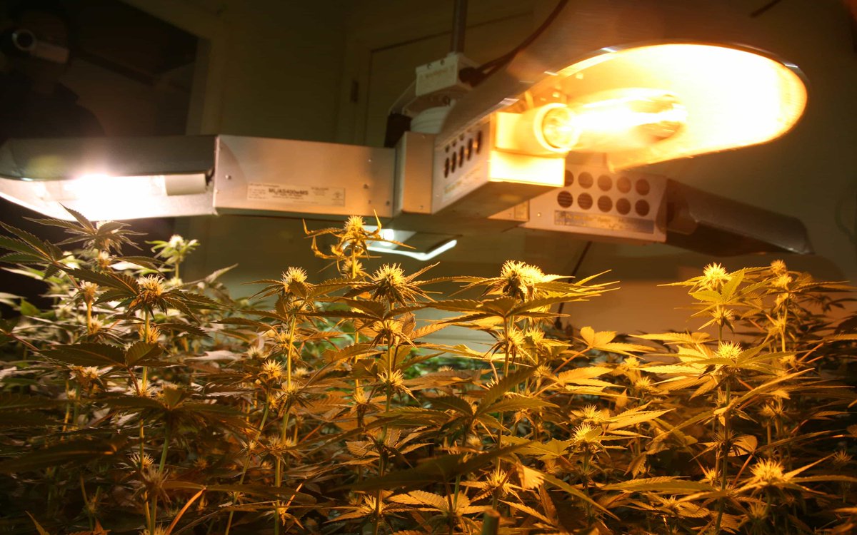какие лампы для выращивания марихуаны