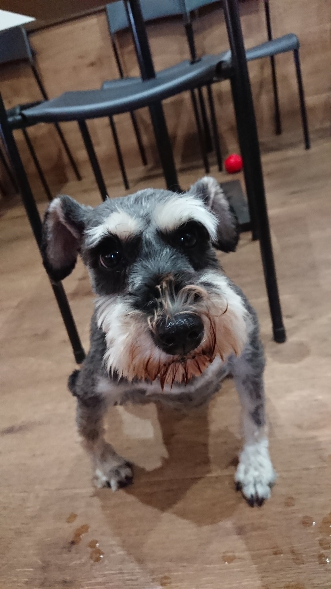 保護犬カフェ 堺店 チェリー ミニチュアシュナウザー 13 3 22生まれ まだカフェに慣れなくてほとんど固まったままのチェリー 怖がりなので無理に捕まえず優しく接してあげてください 保護犬カフェ堺店で里親募集中です 保護犬カフェ堺店 ミニチュア
