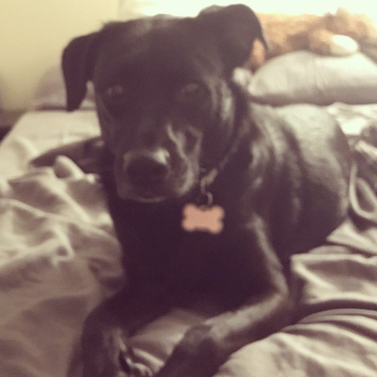 MsECerra's tweet photo. Relaxing with my girl and getting ready for the first day of school tomorrow. I can wait to make all of the connections #NationalDogDay2018 https://t.co/Hct2wFxmGx
