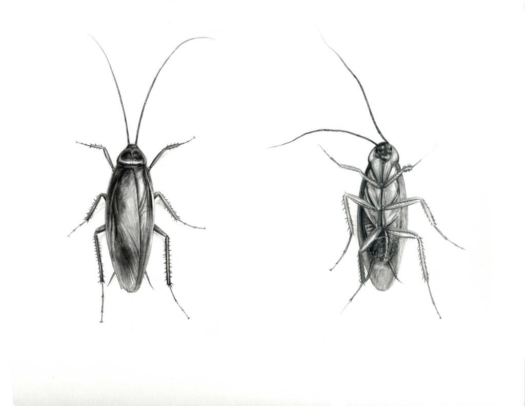 RemRunner's tweet photo. Like seriously, did you know that “Coackroaches lower their antennae while napping, and they’re also sensitive to caffeine.” -@MikeFinkel @NatGeoMag #sleepscience #sleepiscool #didyouknow #sleepresearch https://t.co/umvoeYnnKz