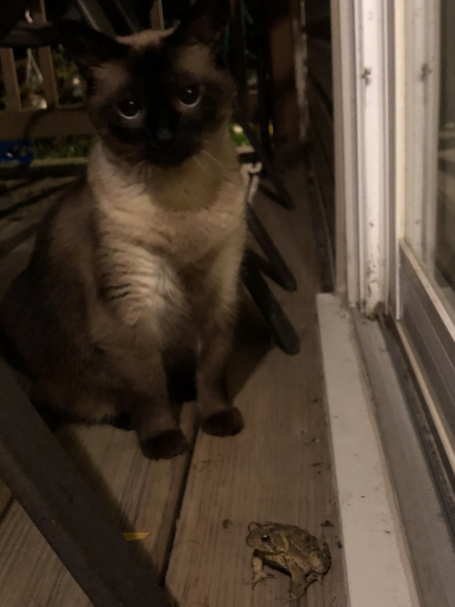 As a #siamesecat, Dixie isn’t always the most friendly feline. But last night she hung out with our deck toad, Mr. Hopper. Poking him gently, rolling around near him &amp; sitting close to him as he hopped around. I think it’s safe to say, she’s made a new friend. #CatsOfTwitter #cat