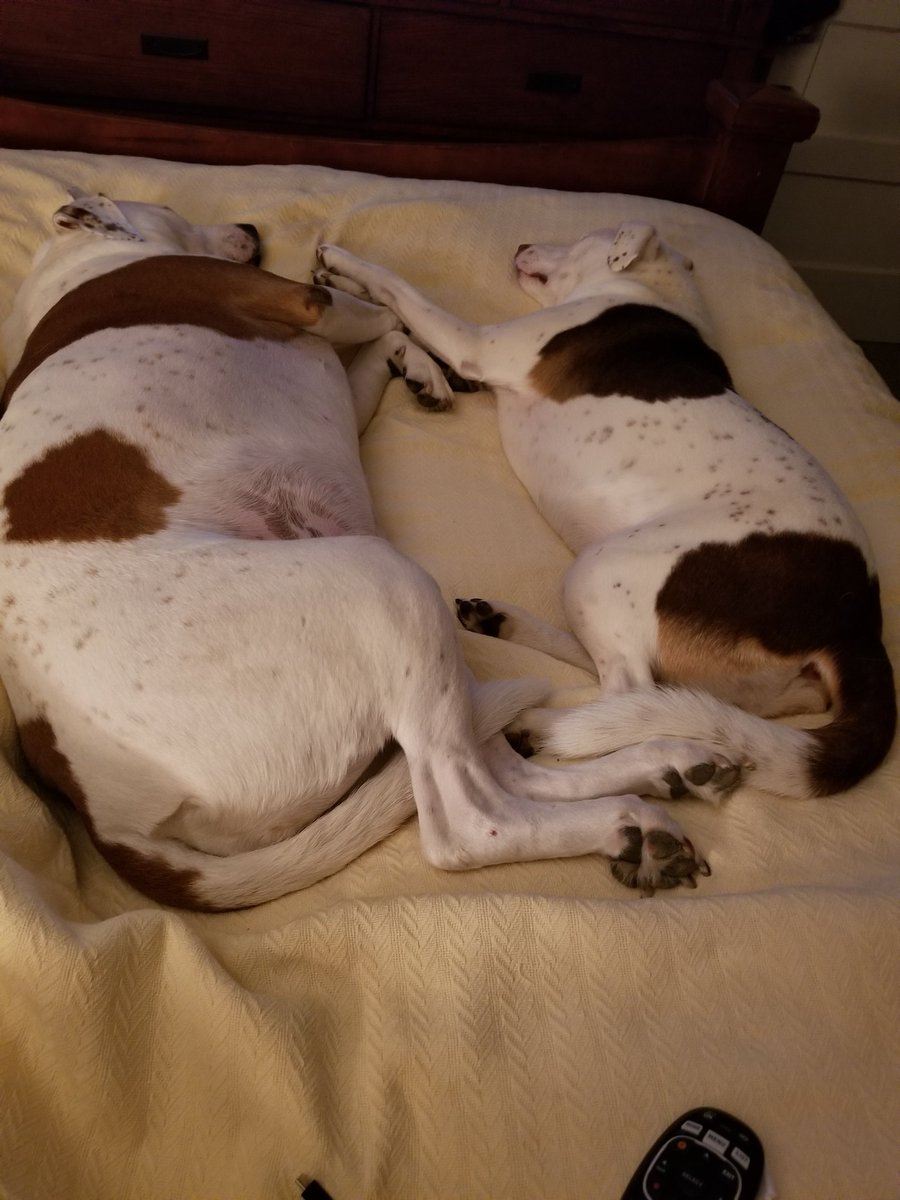 Happy National Dog Day! Bella and Valentine.