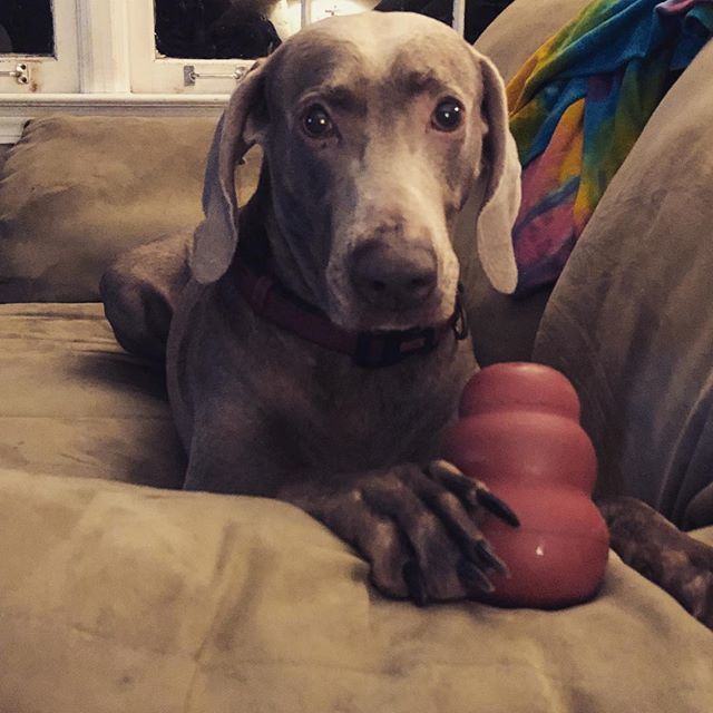 KellyDouglas's tweet image. Happy #nationaldogday from Hitch. He’s adapting to the only dog life, as long as someone is always home.  #hitchdidit #missingjanuary ift.tt/2P9W7Gz