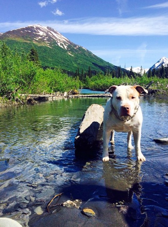 ShainAfoa's tweet image. Happy #NationalDogDay 🐶
#BumpyJohnson