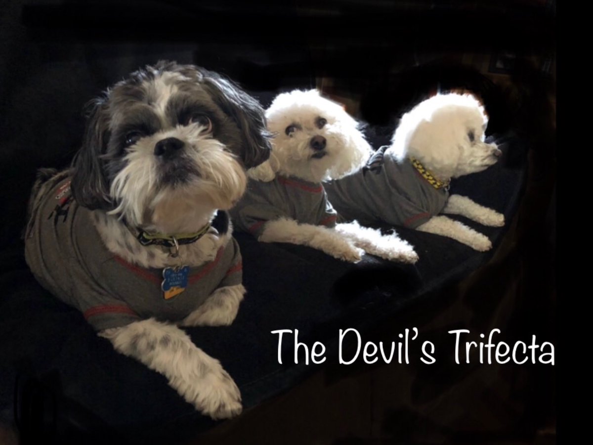 Sandy_Mackey's tweet photo. Happy #NationalDogDay2018 to my two trouble makers. We sure miss our buddy Brady, the third member of the #DevilsTrifecta #PetThemPups 🐶🐩 https://t.co/ksg5zdOyLX