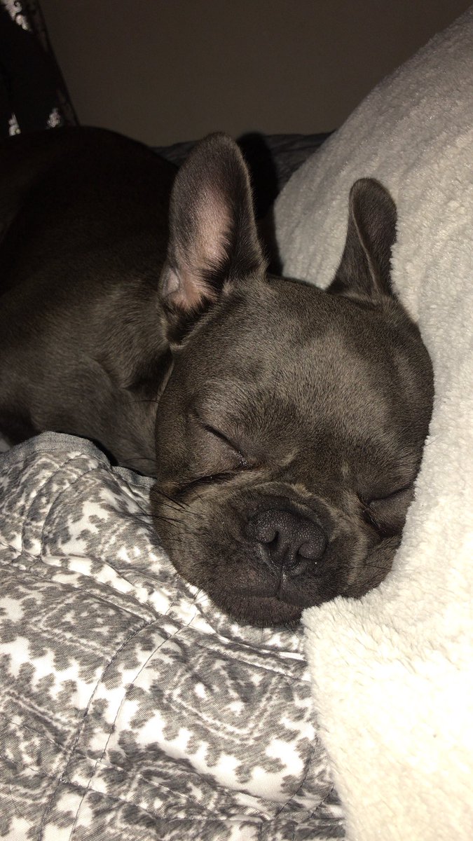 I can’t stand it ....she is just toooo cute...love her to pieces 🐶💕 #frenchbulldogmom