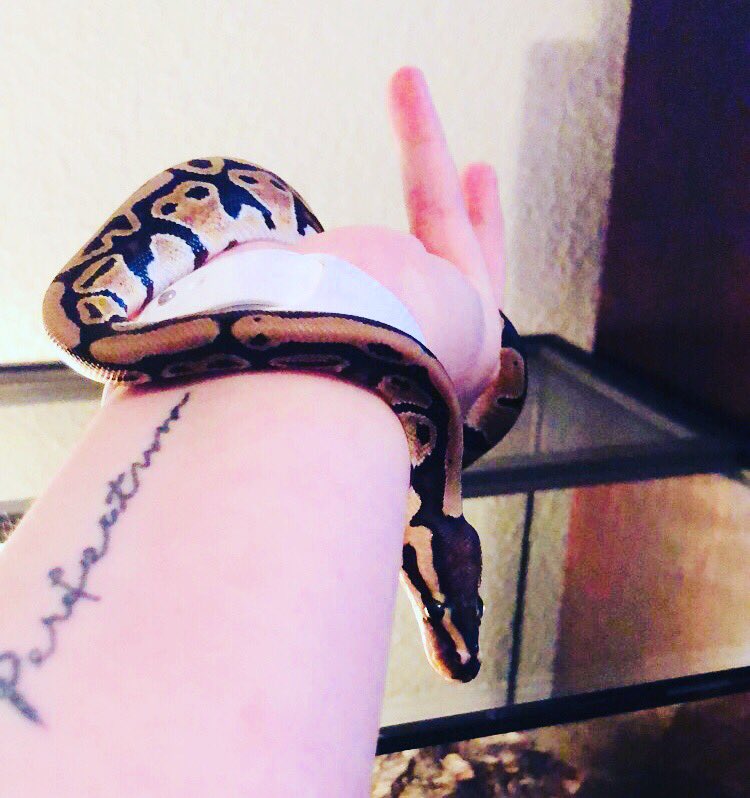 kaalypsotv's tweet image. Beautiful Abaddon 🐍❤️ #ballpython #ballpythonsoftwitter #abaddon #knightofhell #snakesoftwitter #puppysnout #noodle #altmommy #reptilesoftwitter #reptilemommy
